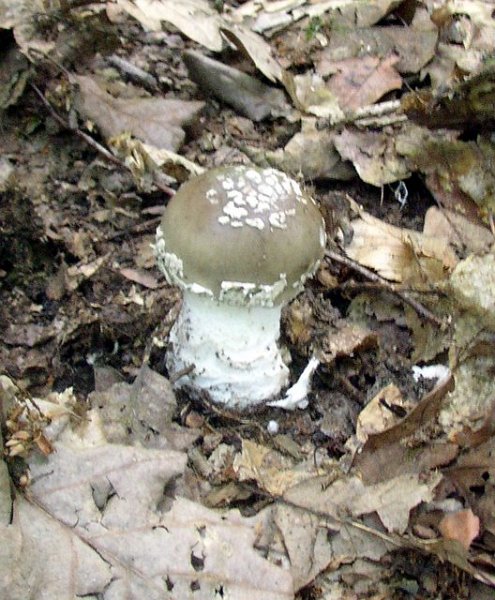 2009 06 Myco porte Baudet 15